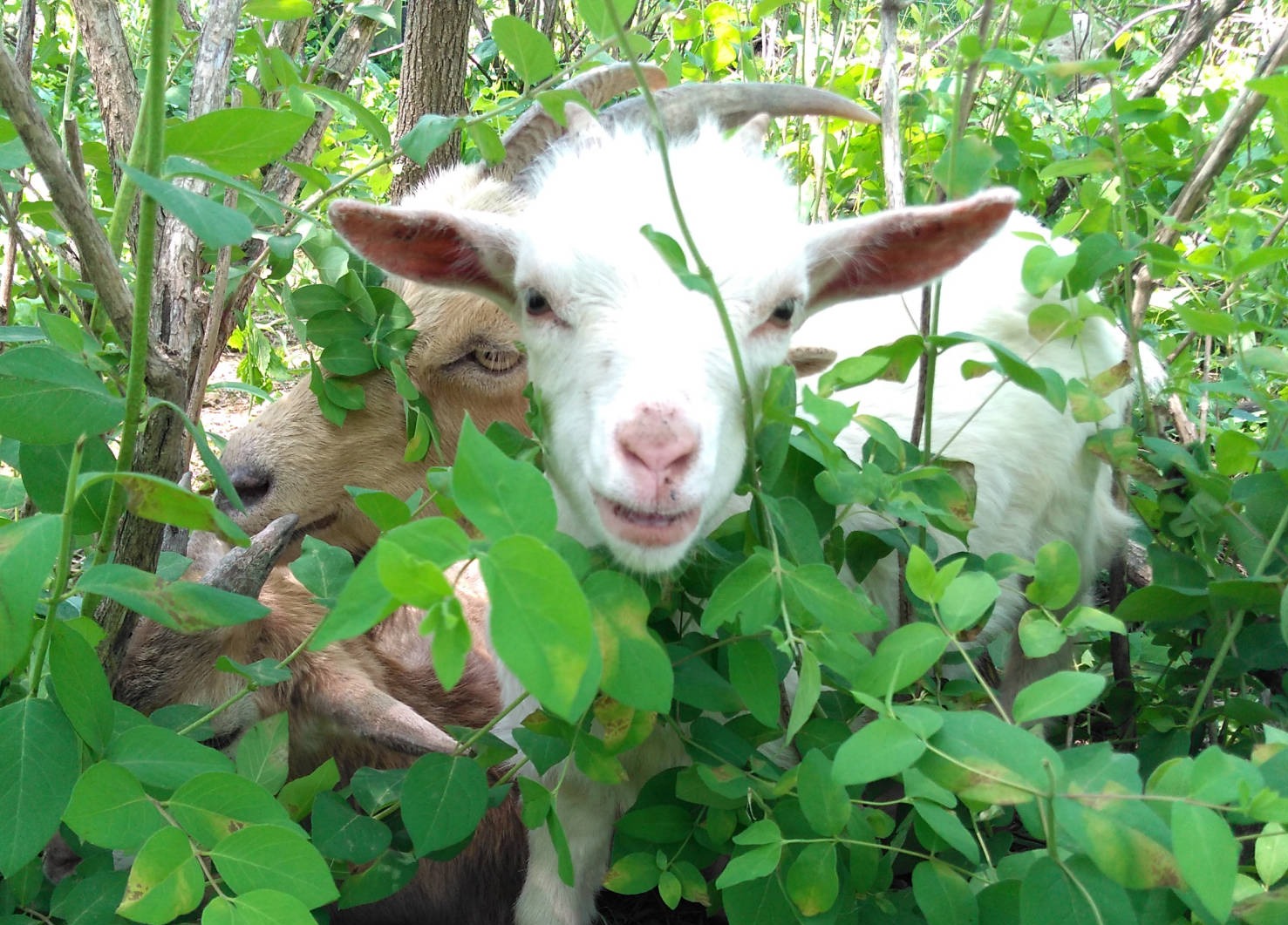 Goats in brush