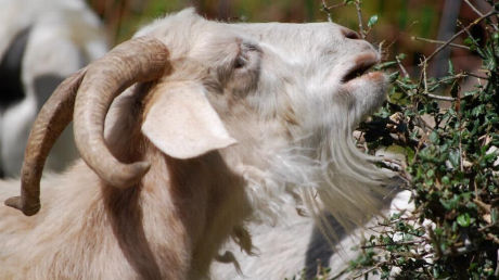 Goats Eat Weeds
