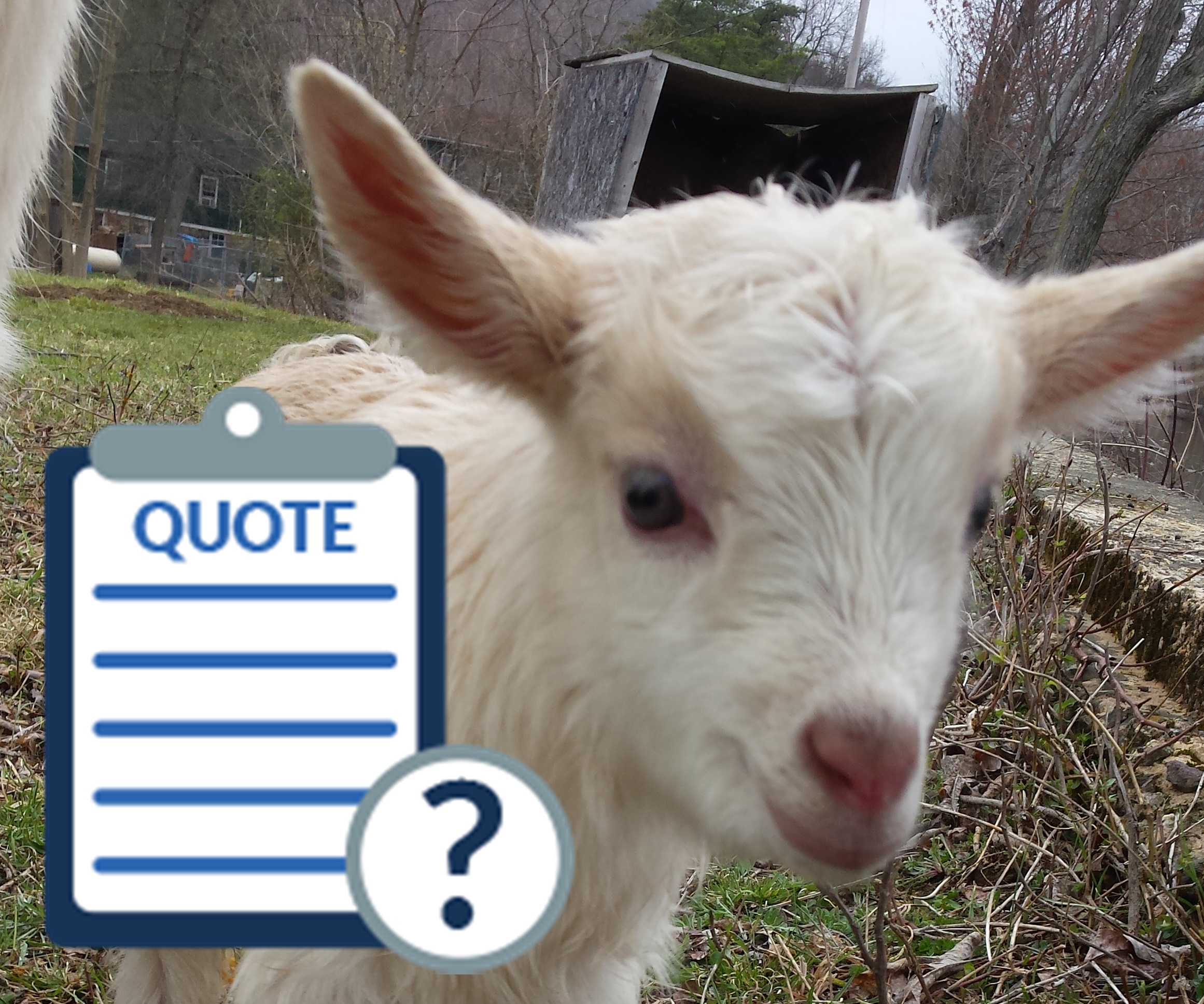 Goat Quote