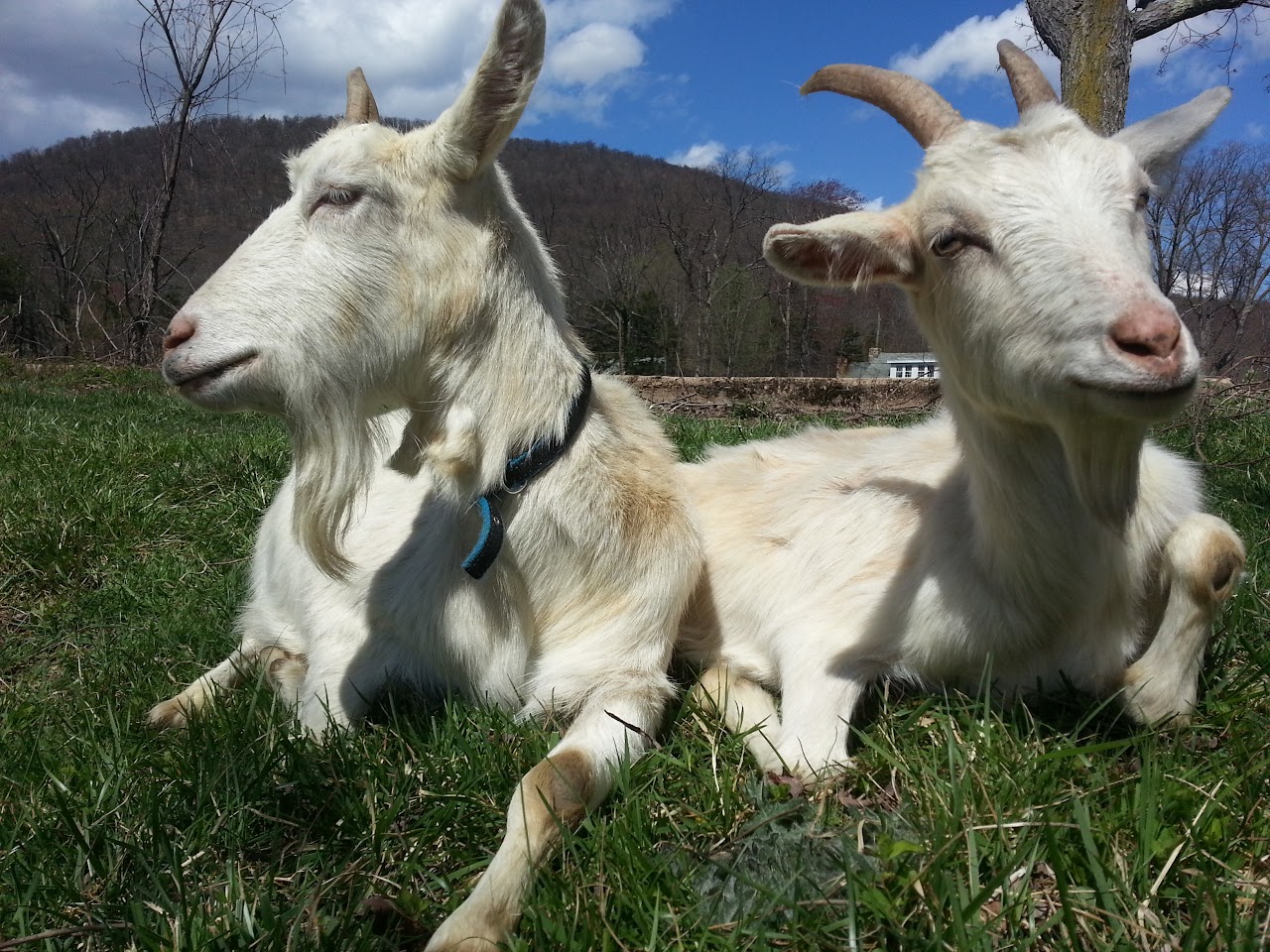 FlockWorks Goats