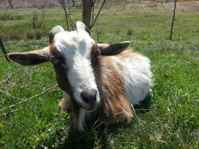 Goat at Rest