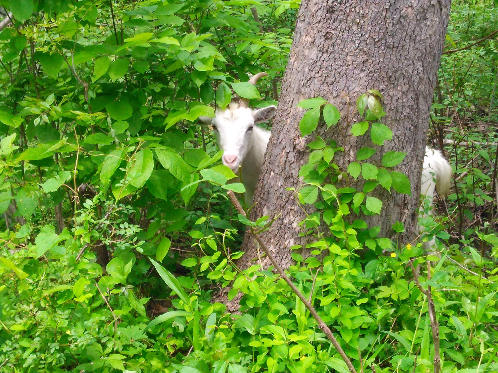 Goat in Poison Ivy