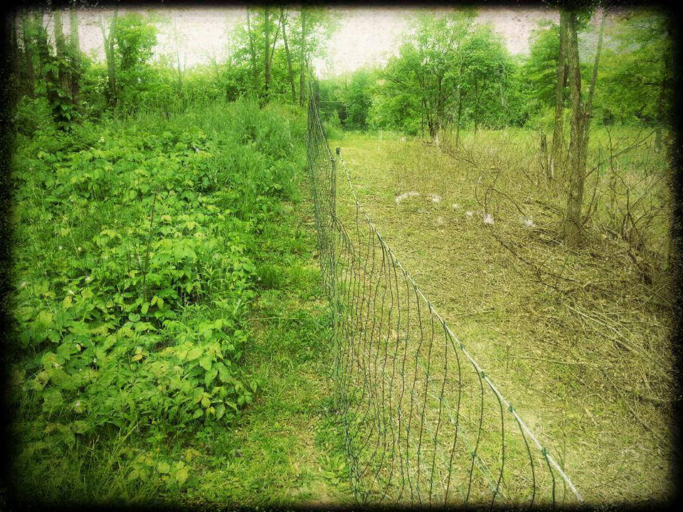 Goats eating poison ivy. 