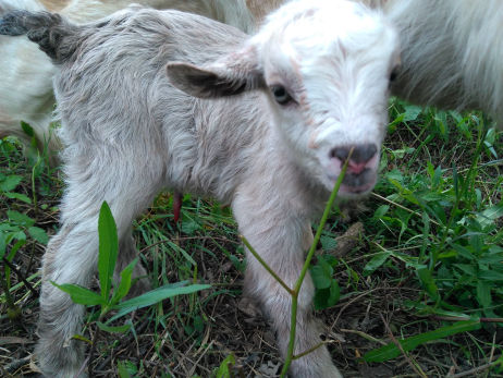 Baby Goat Kid